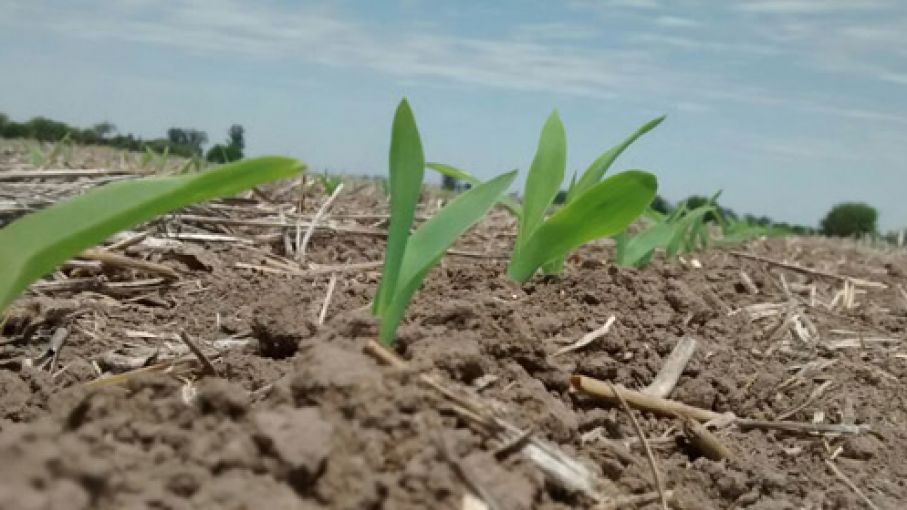 Avanza la siembra de soja en la zona núcleo