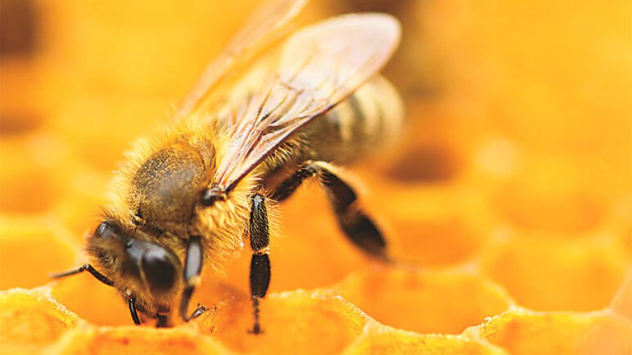 Pierden $500 mil en un cargamento de abejas en San Luis