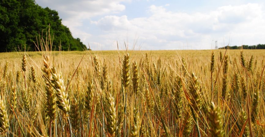 Panorama agricola semanal : Finaliza la cosecha de cebada