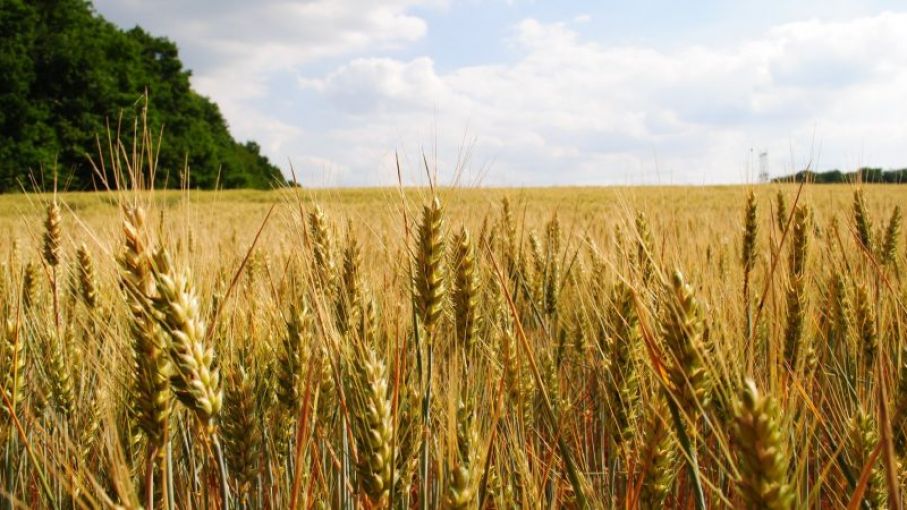 Finalizó la cosecha de cebada con 2,45 millones de toneladas en áreas de Bolsa de Cereales bahiense