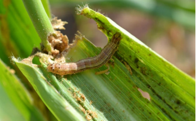 Corteva mostró sus productos diferenciales ara control de Insectos y de Malezas