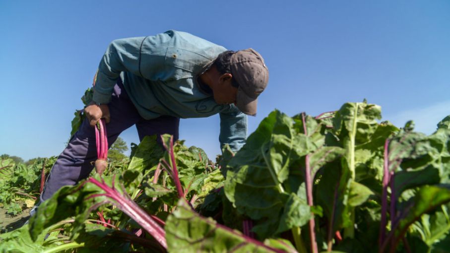 El 90% de las producciones bonaerenses son cultivos de hoja