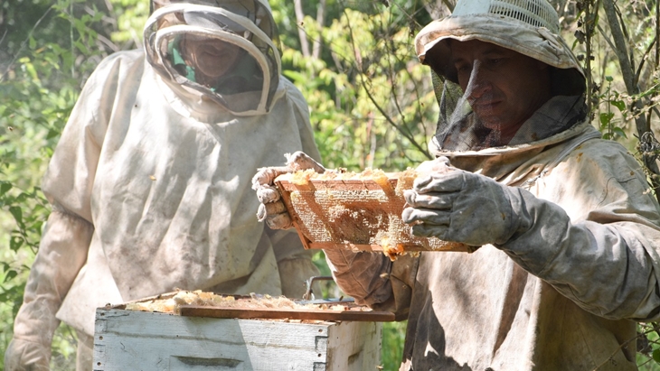 Productores apícolas de Misiones prevén obtener unos 6.000 kilos de miel en esta temporada