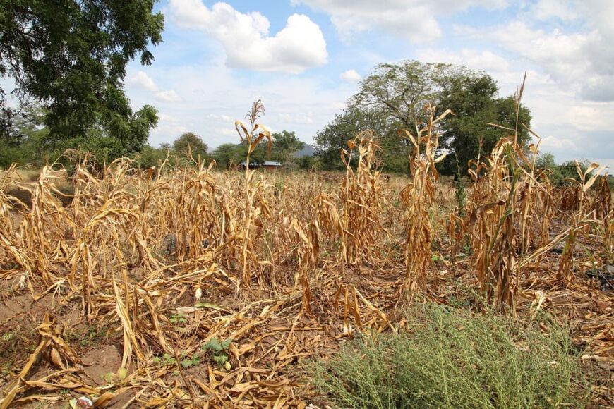Misiones analiza declarar la emergencia agropecuaria por la sequía