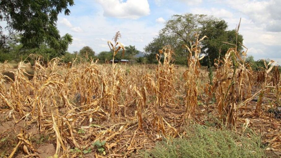 Destinarán créditos por $ 500 millones para impulsar al sector agroindustrial en Misiones