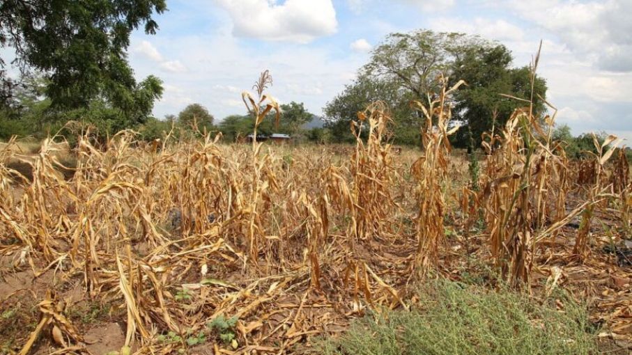Misiones analiza declarar la emergencia agropecuaria por la sequía