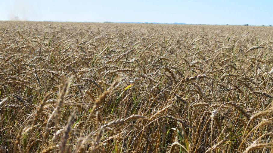 Estiman bajas en la producción de trigo y garbanzo por las sequías en Córdoba