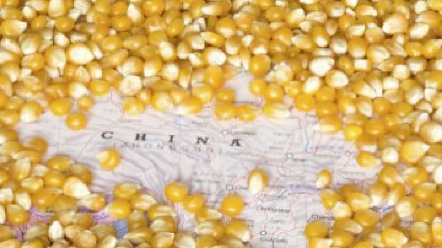 Probablemente el auge de las exportaciones de maíz de China se debilite en el otoño del 2021