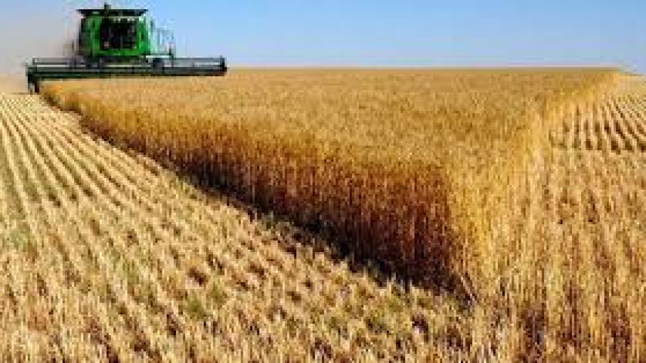 Prevén producción de 5,19 millones de toneladas de trigo en áreas de la Bolsa bahiense