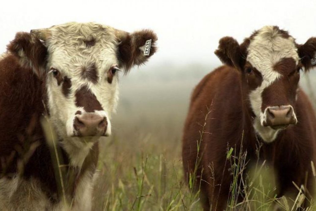 El novillo de exportación argentino tuvo la primera baja tras doce semanas de subas
