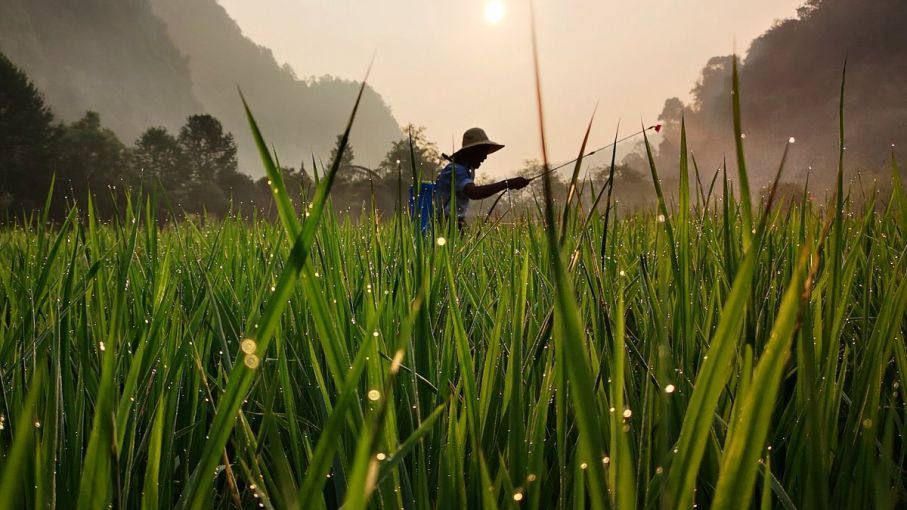 China redacta una nueva ley sobre reservas de cereales en medio de preocupaciones por la seguridad alimentaria