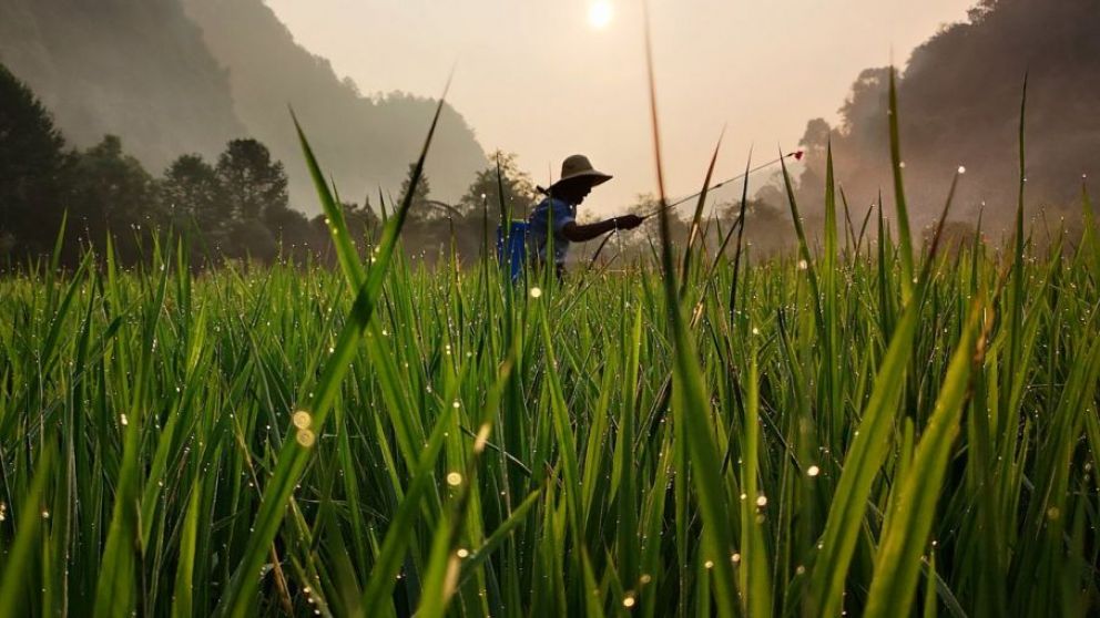 China redacta una nueva ley sobre reservas de cereales en medio de preocupaciones por la seguridad alimentaria