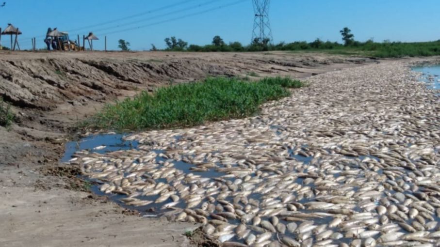 Bajante del río Salado provoca mortandad de peces en Santa Fe