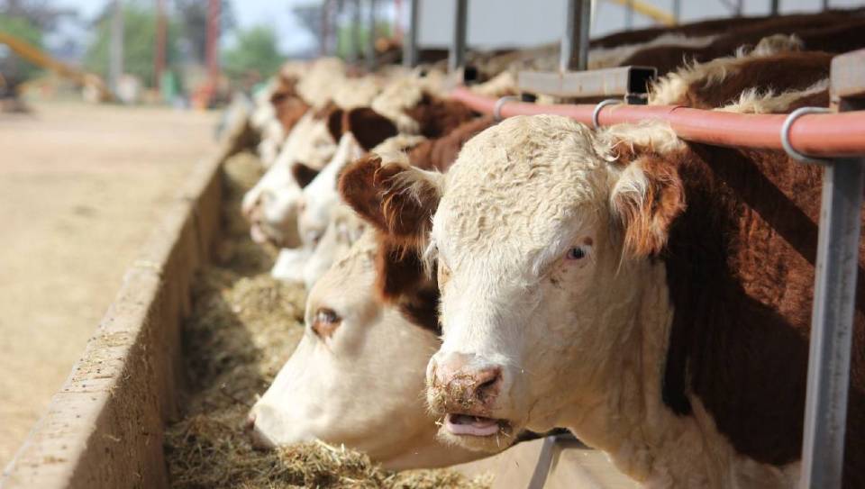 El novillo de consumo alcanzó el precio más alto en diez años