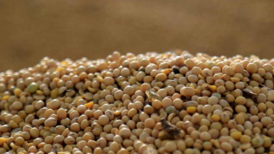 El área implantada de soja llega a 2,65 millones de hectáreas en zonas de Bolsa de Cereales bahiense