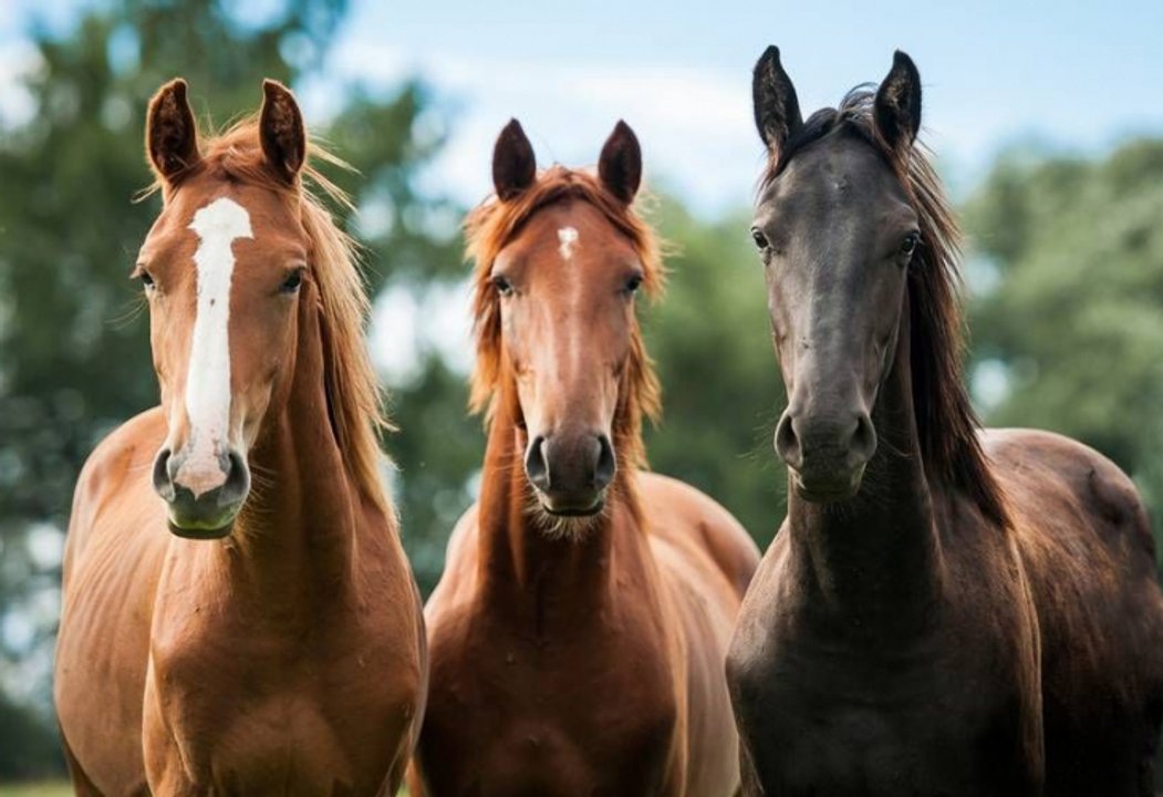 Encefalitis Equina : falleció el primer hombre en Córdoba