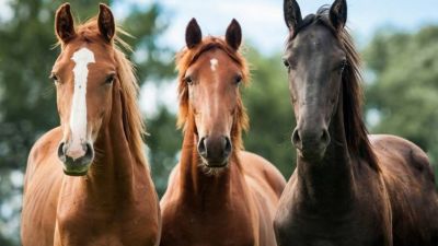 Encefalitis Equina : falleció el primer hombre en Córdoba
