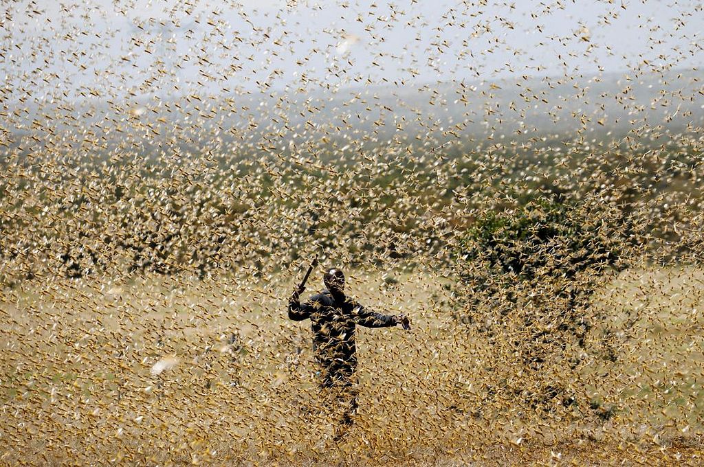 El rebrote de las langostas en África puede dejar a 3,5 millones de personas al borde de la hambruna