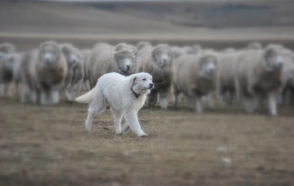 Productores de Misiones recibieron perros para proteger al ganado ovino de los ataques de felinos