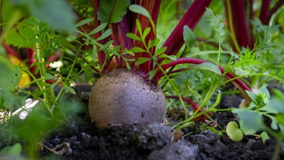 Inauguran una Colonia Agroecolgica Integral de Abastecimiento Urbano en Tapalqu