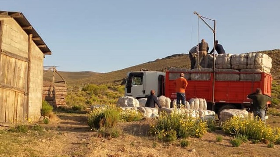 Neuquén realizó la tercera venta conjunta de lana merino a US$ 4,30 el kilo