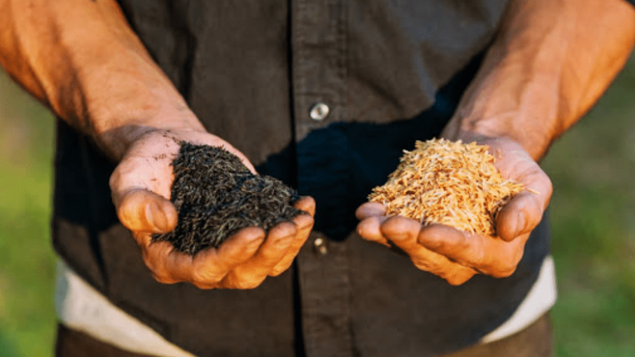 Desarrollan en Corrientes un carbón ecológico a partir de cascarilla de arroz