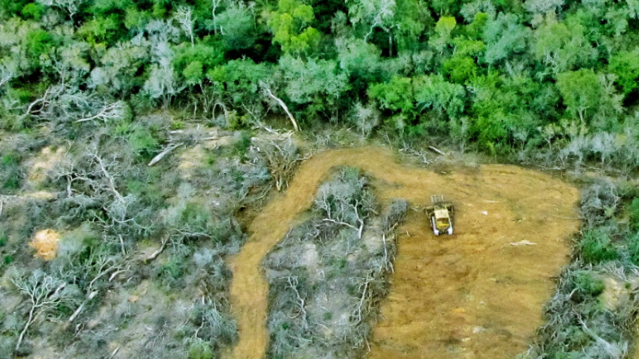 Forestal: entregaron más de 287 millones de pesos al sector en 2020