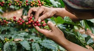 Producción colombiana de café baja un 6% en 2020 a 13,9 million de sacos