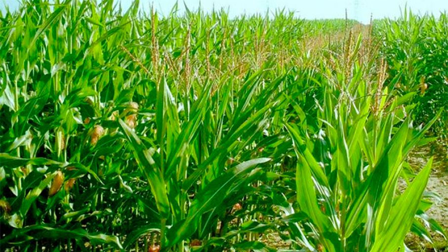 Producción de maíz de primera cayó 562.620 toneladas