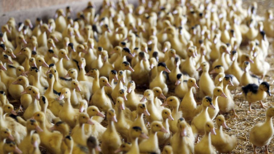 Francia sacrificará más patos en una 'carrera contra el tiempo' para detener la gripe aviar