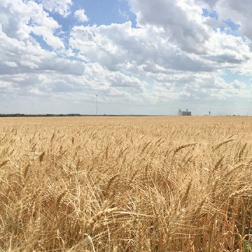 esfuerzos para mejorar las variedades de trigo resistentes al Clima