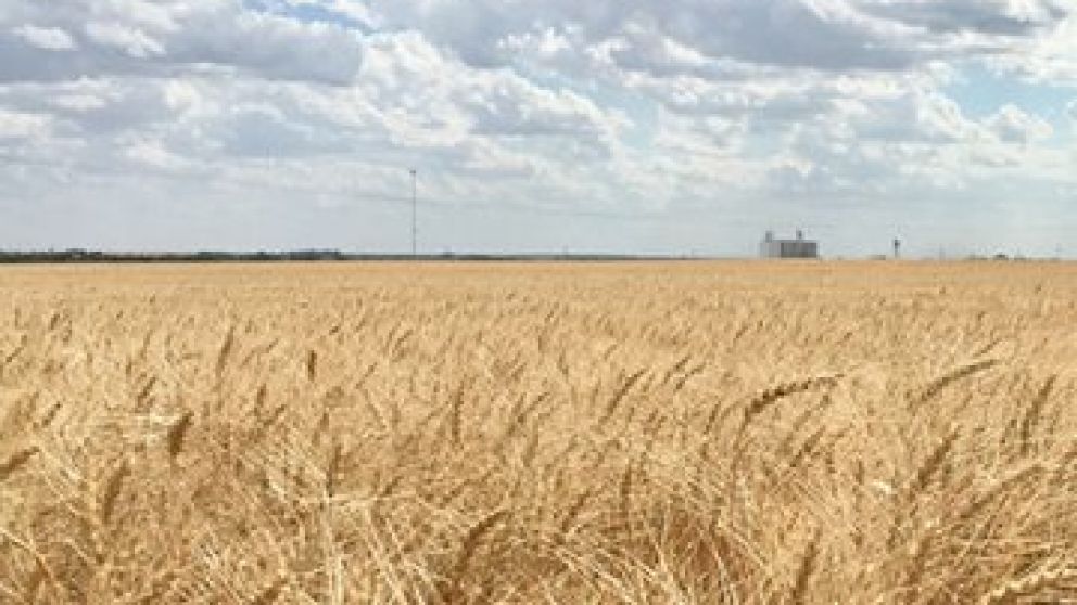 esfuerzos para mejorar las variedades de trigo resistentes al Clima