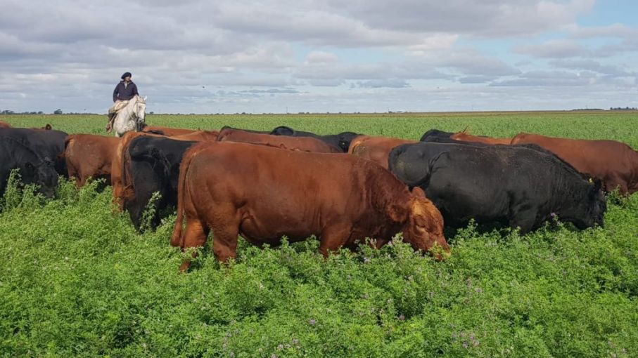 El programa de evaluación genética de Angus superó los 600 mil animales