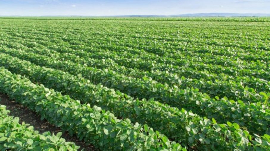 Mejora perspectiva de rendimiento de la soja en el centro del área agrícola tras las últimas lluvias