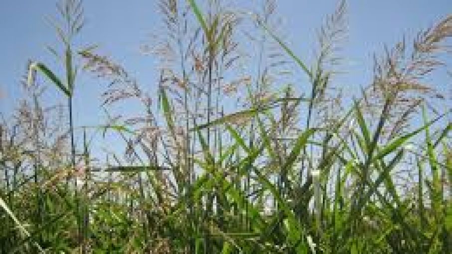 Alerta Roja; Sorgo de alepo suma a cletodim en la resistencia múltiple a glifosato y haloxifop