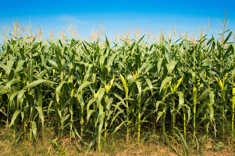 Maíz y sorgo: desafíos y oportunidades para Argentina en Maizar 2025