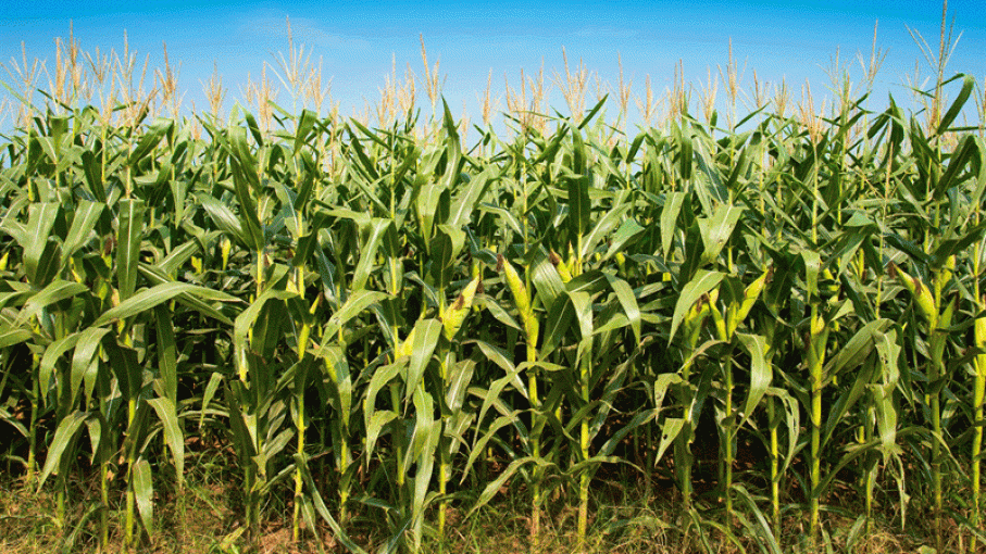 El maíz lideró las subas de precios en Rosario y llegó a US$ 200 la tonelada