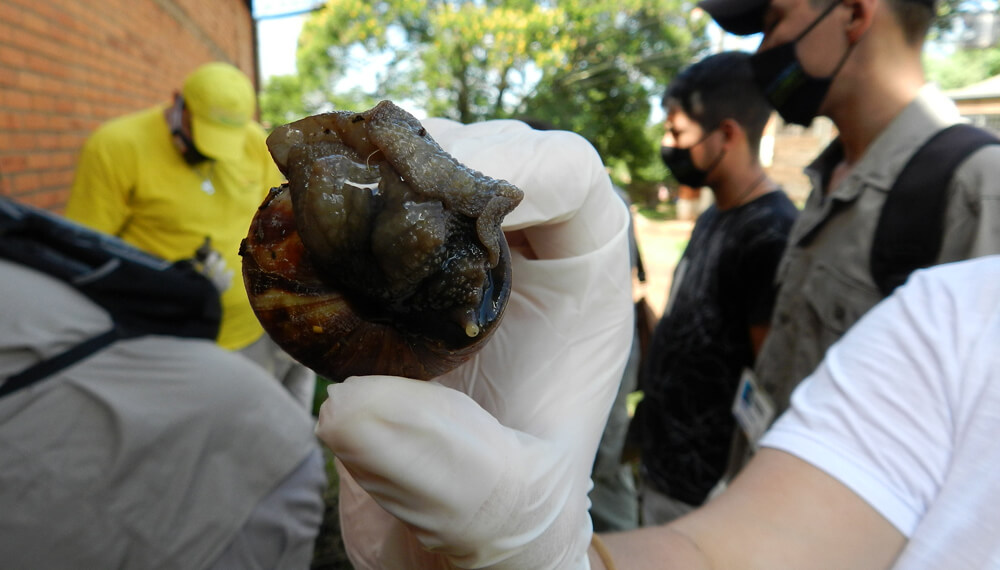 Erradicaron más de 40 caracoles gigantes africanos en Misiones