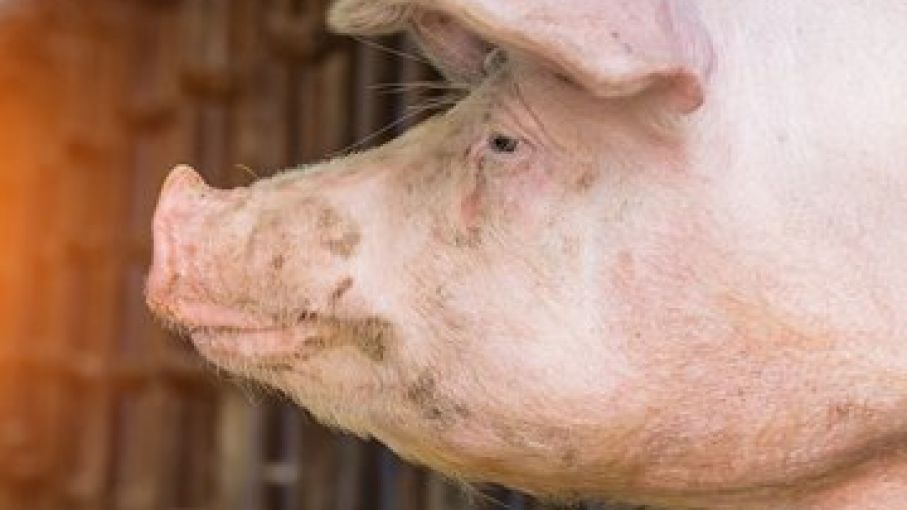 La producción de Carne de Cerdo China supera las expectativas en 2020, después del golpe de la peste porcina