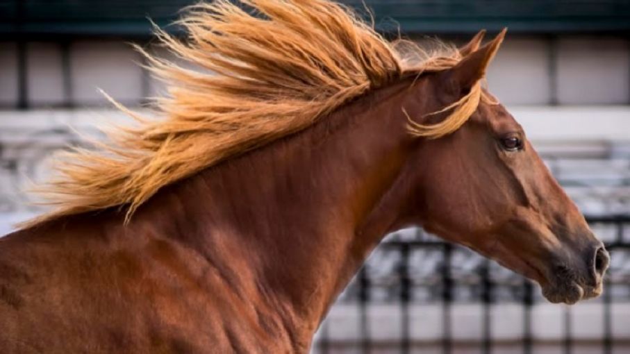 Una potranca del hipódromo de Palermo con anemia infecciosa equina