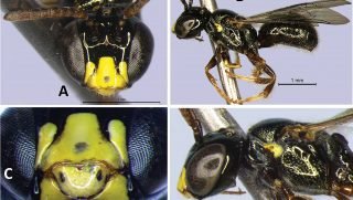 Científico descubre nuevas especies de abejas en Brasil