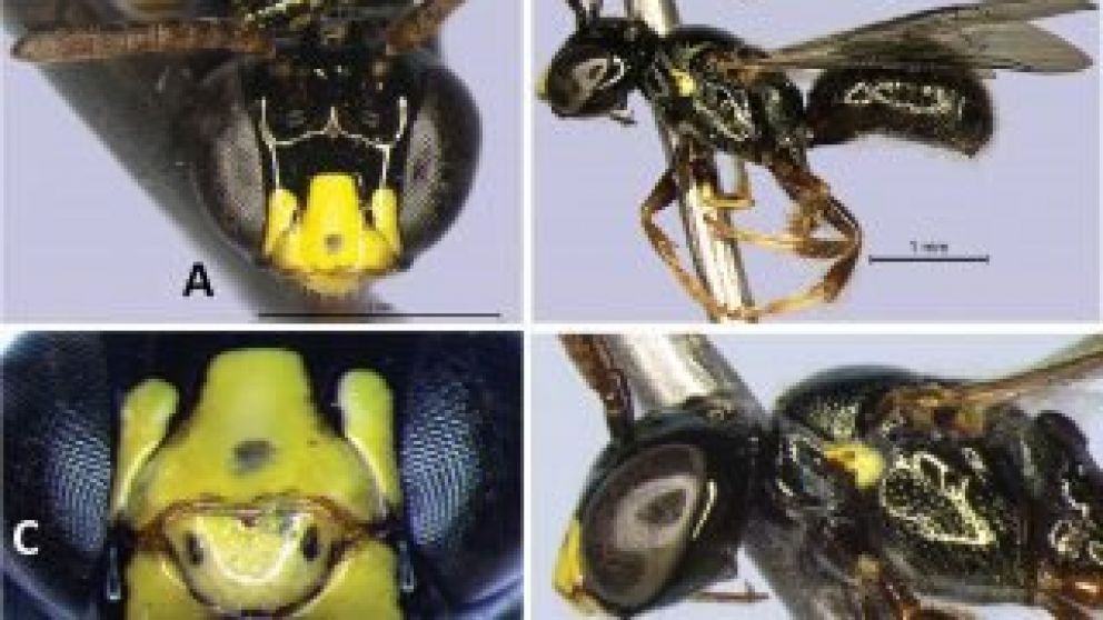 Cientfico descubre nuevas especies de abejas en Brasil