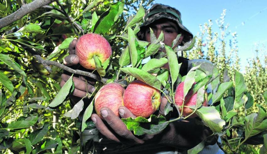 Alrededor de 10.000 trabajadores golondrina arribaron a Río Negro para la temporada de cosecha