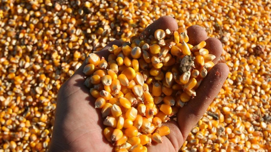 Mercado local con ofertas a la baja para los granos gruesos