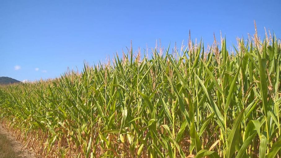 Estiman una producción de 45 millones de toneladas de maíz en todo el país