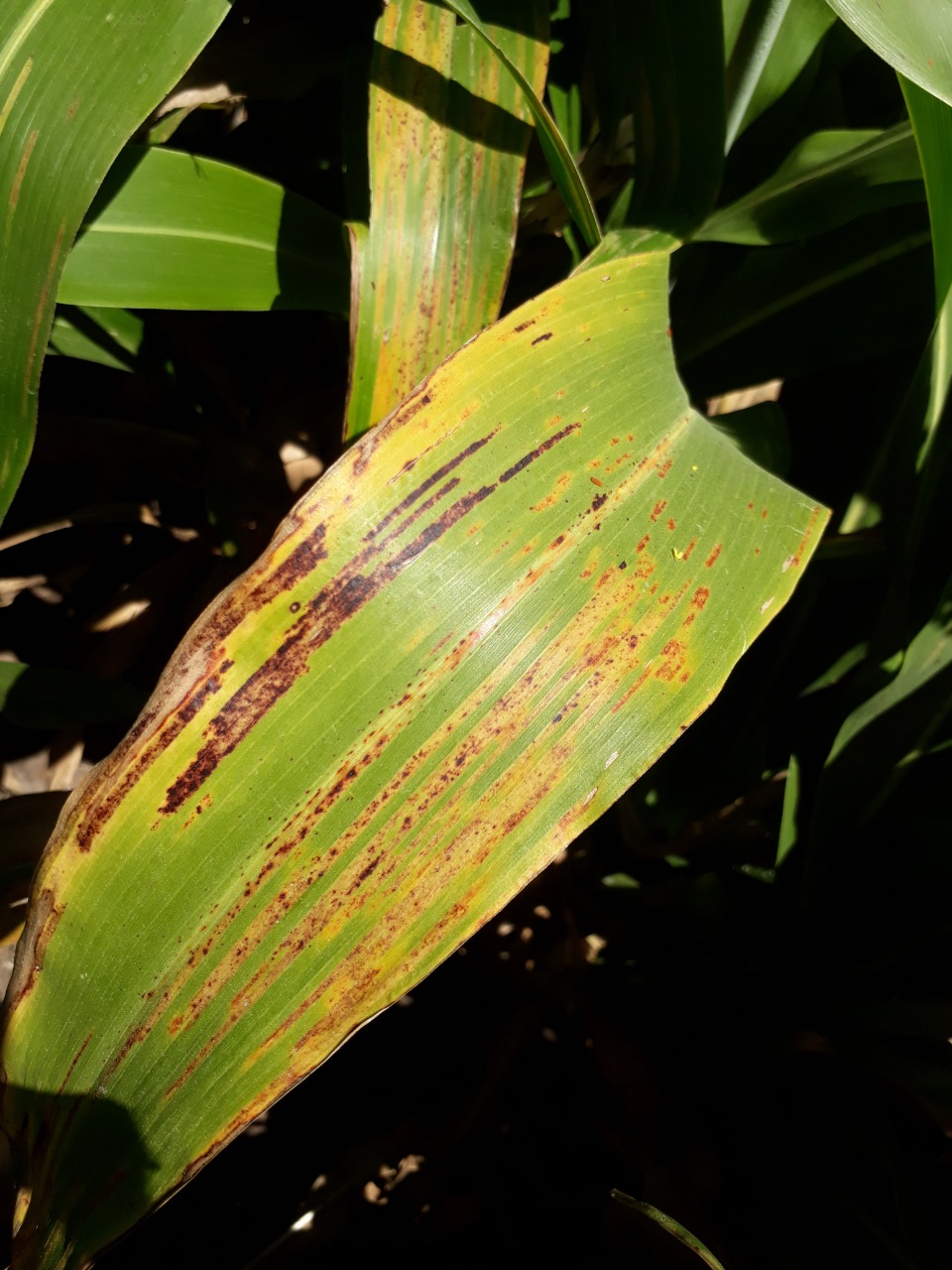 Alertan en Entre Ríos presencia de hongo "mildiu" en sorgo