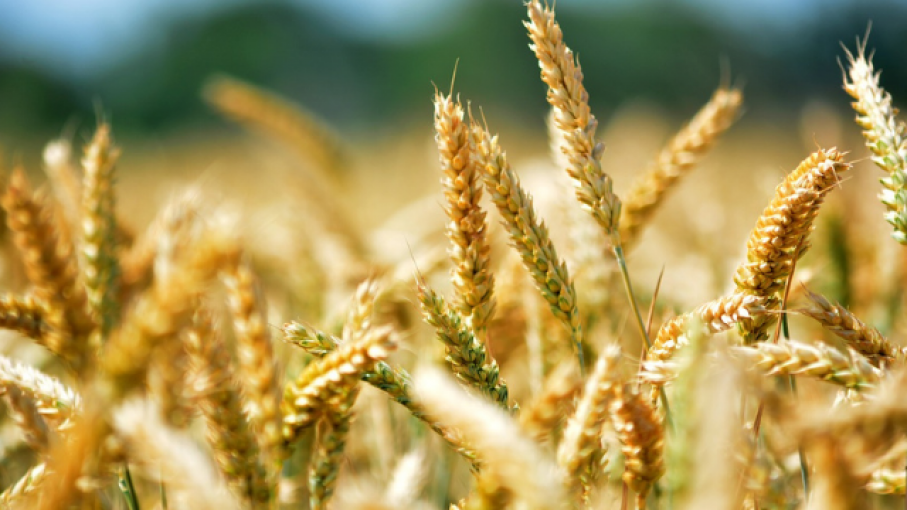 "El abastecimiento interno del trigo está absolutamente garantizado"