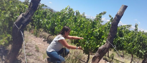 Estiman que la producción de uva en San Juan y provincias del NOA será similar a la de 2020