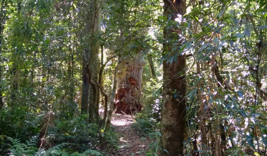 Cabandié adelantó que impulsará que el Congreso mejore la ley sobre bosques nativos