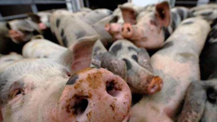 Investigadores chinos encuentran una mutación natural en el virus de la peste porcina africana
